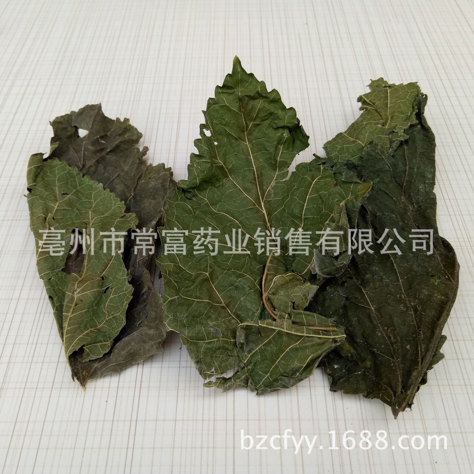 Green Mulberry Leaf Qing Sang Ye Dried Herbal Tea Leaves 500g Traditional TCM Herb in use