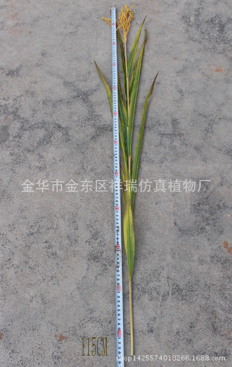 XRB-149 单枝秋色水稻6 (3)