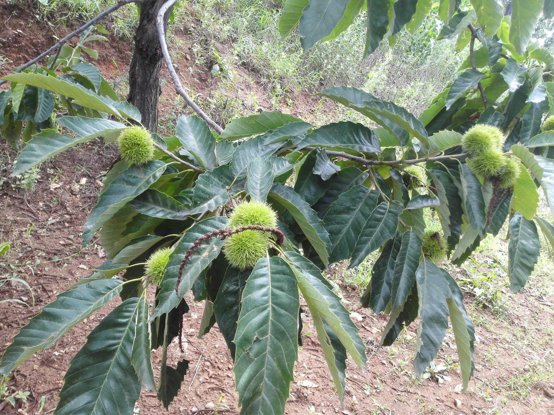 microMsg.1437623888626