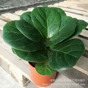 ������ֱ�����辰ֲ�� ������ľС���Ի���110#���~��