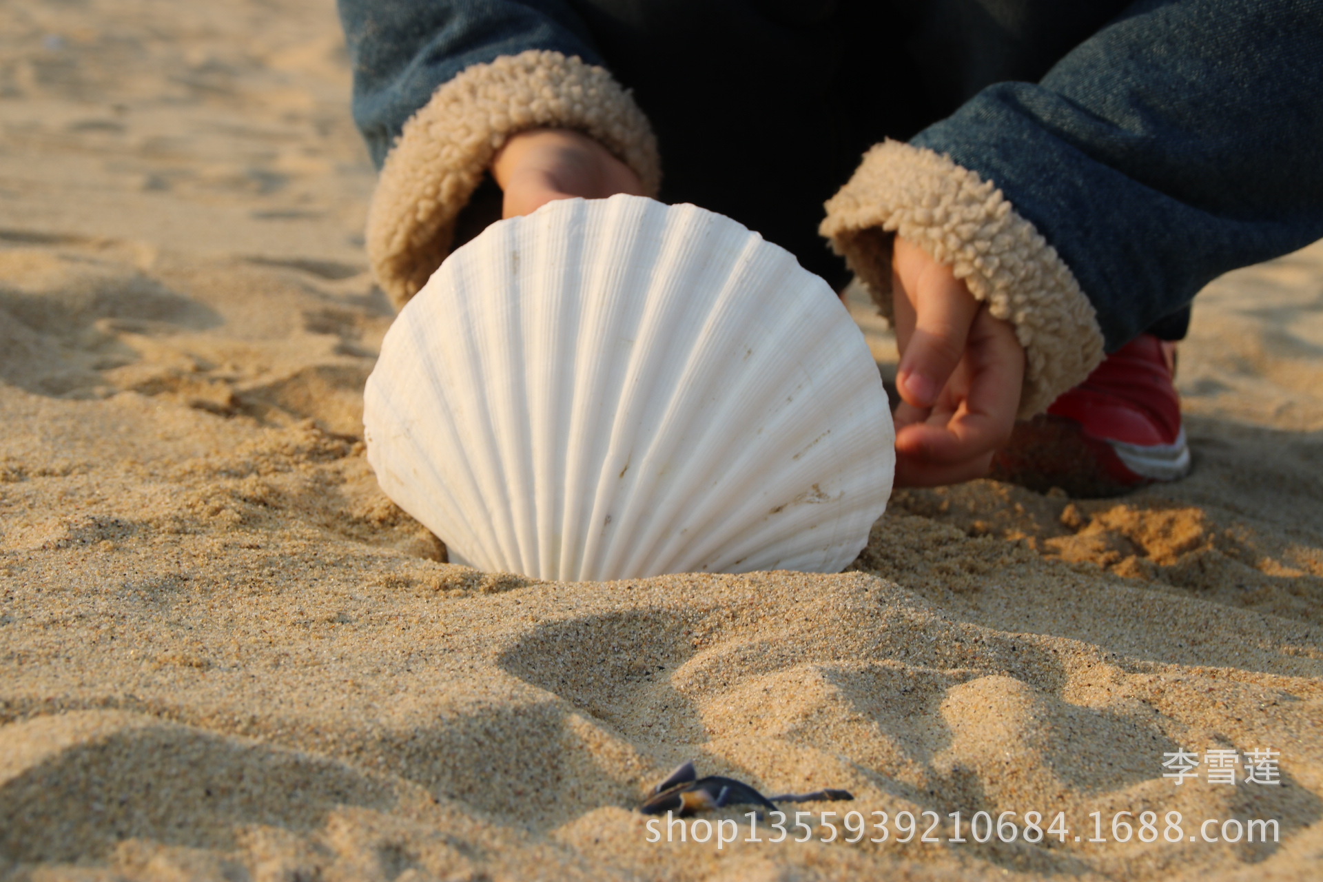 贝壳 扇贝 海扇蛤 蛤蜊 花蛤设计图__海洋生物_生物世界_设计图库_昵图网nipic.com