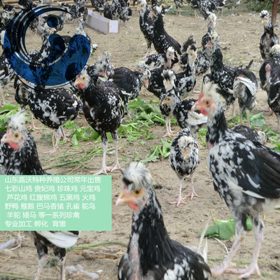 出售贵妃鸡商品鸡  贵妃鸡商品鸡价格  厂家直销贵妃鸡种蛋|ru