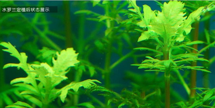 回到页面顶端 水罗兰描述 (4)