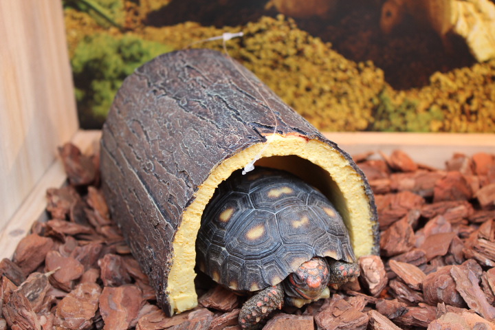 T256J_XjpcXXXXXXXX_!!82433095