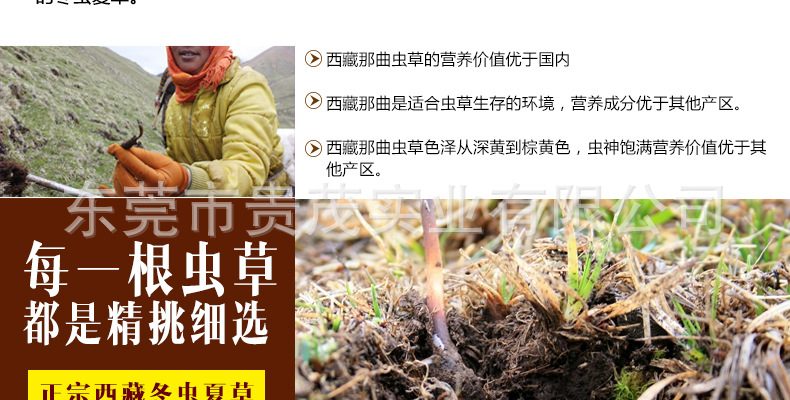 虫草_04