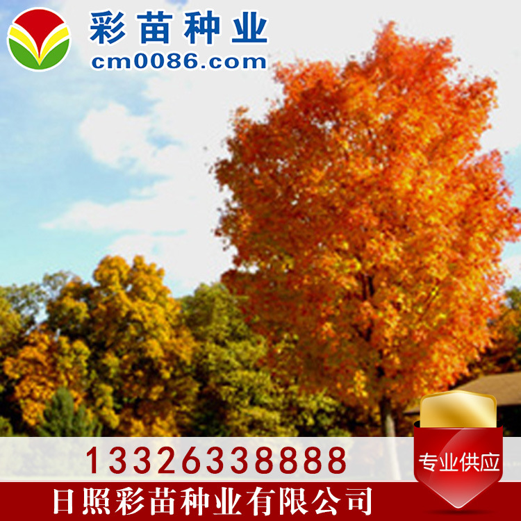 黄宝石红枫景观2