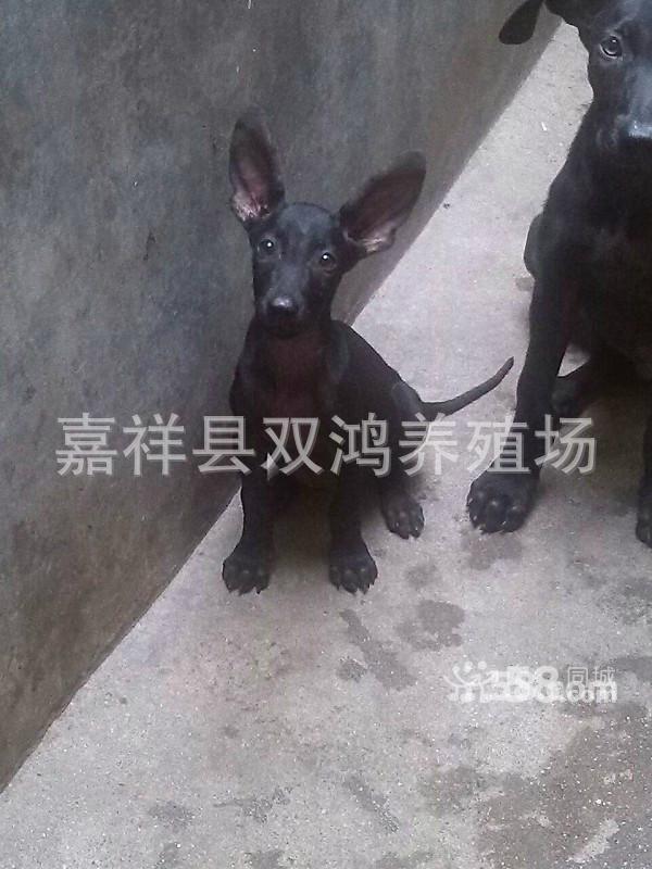 诚一中华黑狼犬养殖-