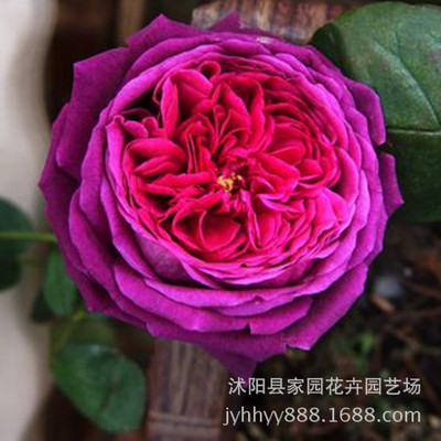 欧洲月季苗 英国王子 大卫奥斯汀类 暗红色玫瑰香 耐阴紫色月季|ru