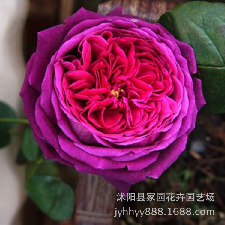 欧洲月季苗 英国王子 大卫奥斯汀类 暗红色玫瑰香 耐阴紫色月季|ru
