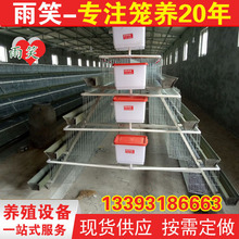 出口标准生产阶梯式 4层蛋鸡笼 4门/5门鸡笼 钢丝网蛋鸡笼