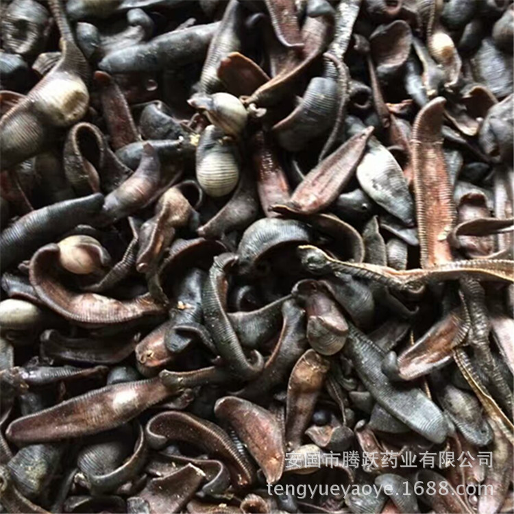 Dried Leech Shui Zhi 水蛭 Whole Dried Body Traditional Chinese Herbal Material 500g Bag quality and texture