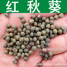 紅秋葵種子 羊角菜 黃葵種子 洋茄 紅秋葵籽 1件=1斤