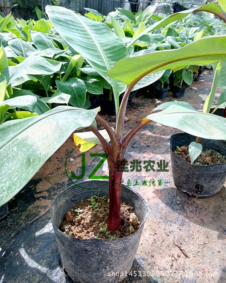 IMG_20150630_091830_副本