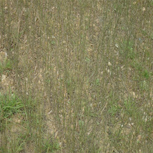 红美人柑橘_红美人柑橘价格_优质红美人柑橘