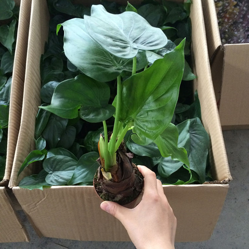 wholesale Aquatic plants Indoor potted Green plant flowers and plants Dripping Guanyin Seedlings Avalokitesvara Botany