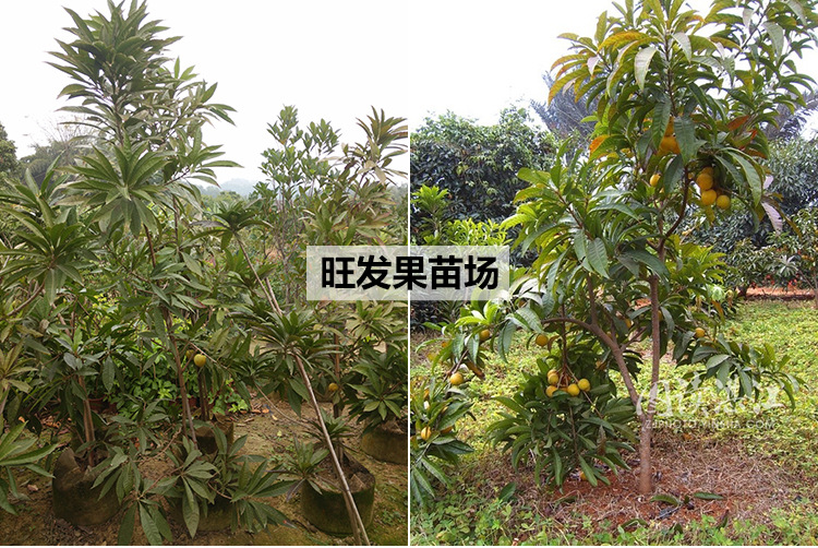 详情页模板-副本_07