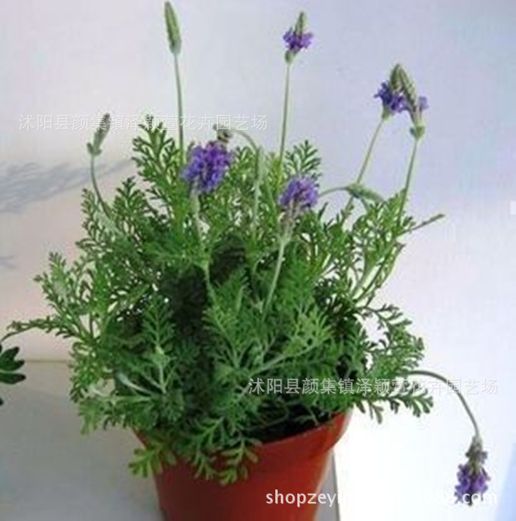 Wholesale Green Plant Flower Lavender Potted Plant Plants Purifying Air indoor balcony flowers 3