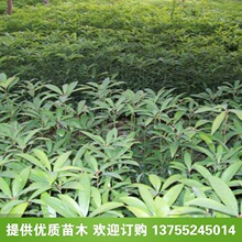 供应金丝楠木苗  楠木杯苗  楠木小苗  闽楠小苗价格 闽楠杯苗