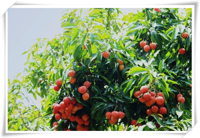 荔枝核6