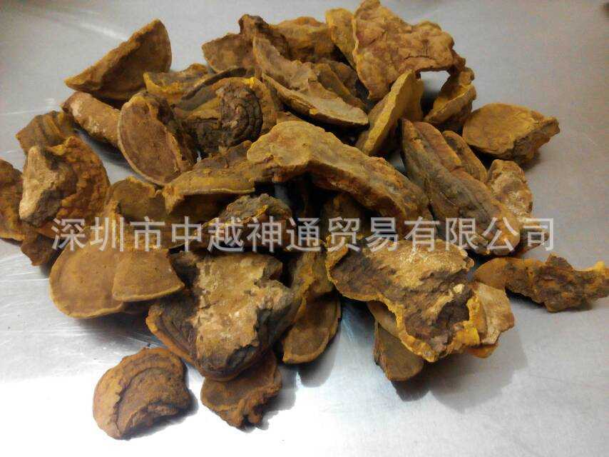 桑树桑黄_批发云南食药用菌 杨树桑黄 桑树桑
