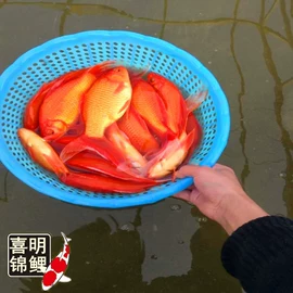 观赏鱼;特种水产;宠物周边用品