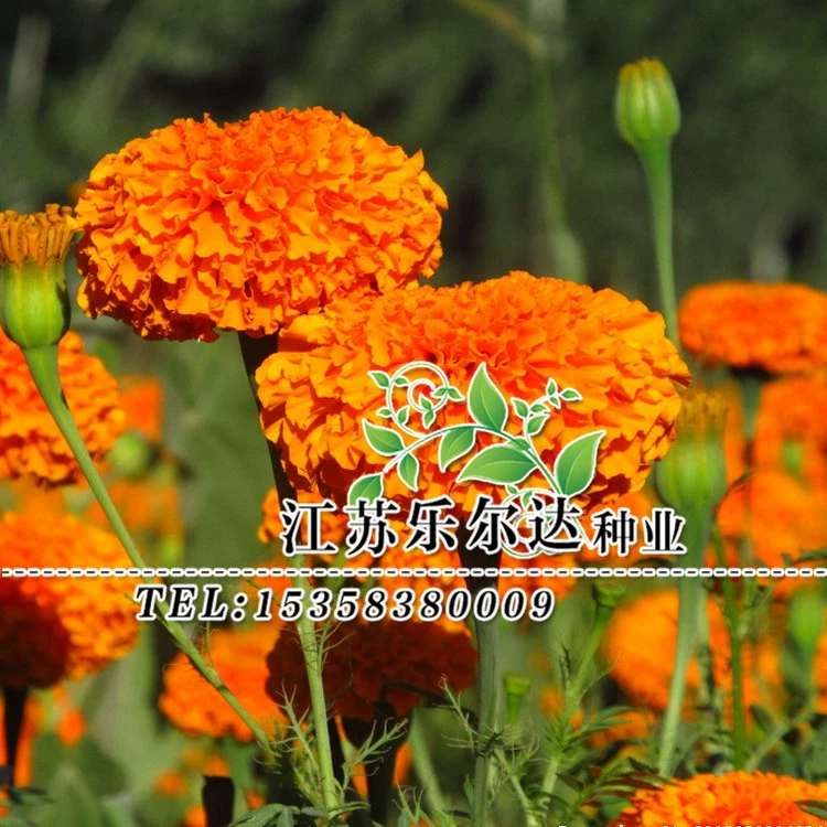 Оптовая Трава цветок семена календулы Южная Африка семена календулы проект озеленение Пейзаж Двор балкон приветственная консультация