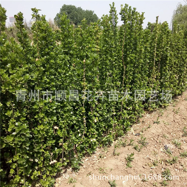 Желтый Тополь изолированный зеленый пояс Хоккайдо желтый тополь крупнолистовой желтый тополь проект озеленение желтый тополь двор дорога цветок кровать пояс зеленый