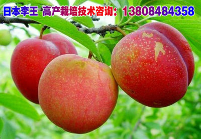 Guangdong South U.S.A Brown Li miao1 Red May Japan Plums Tree King Plums Fruit tree seedlings