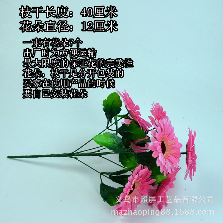 7头非洲菊细节图3