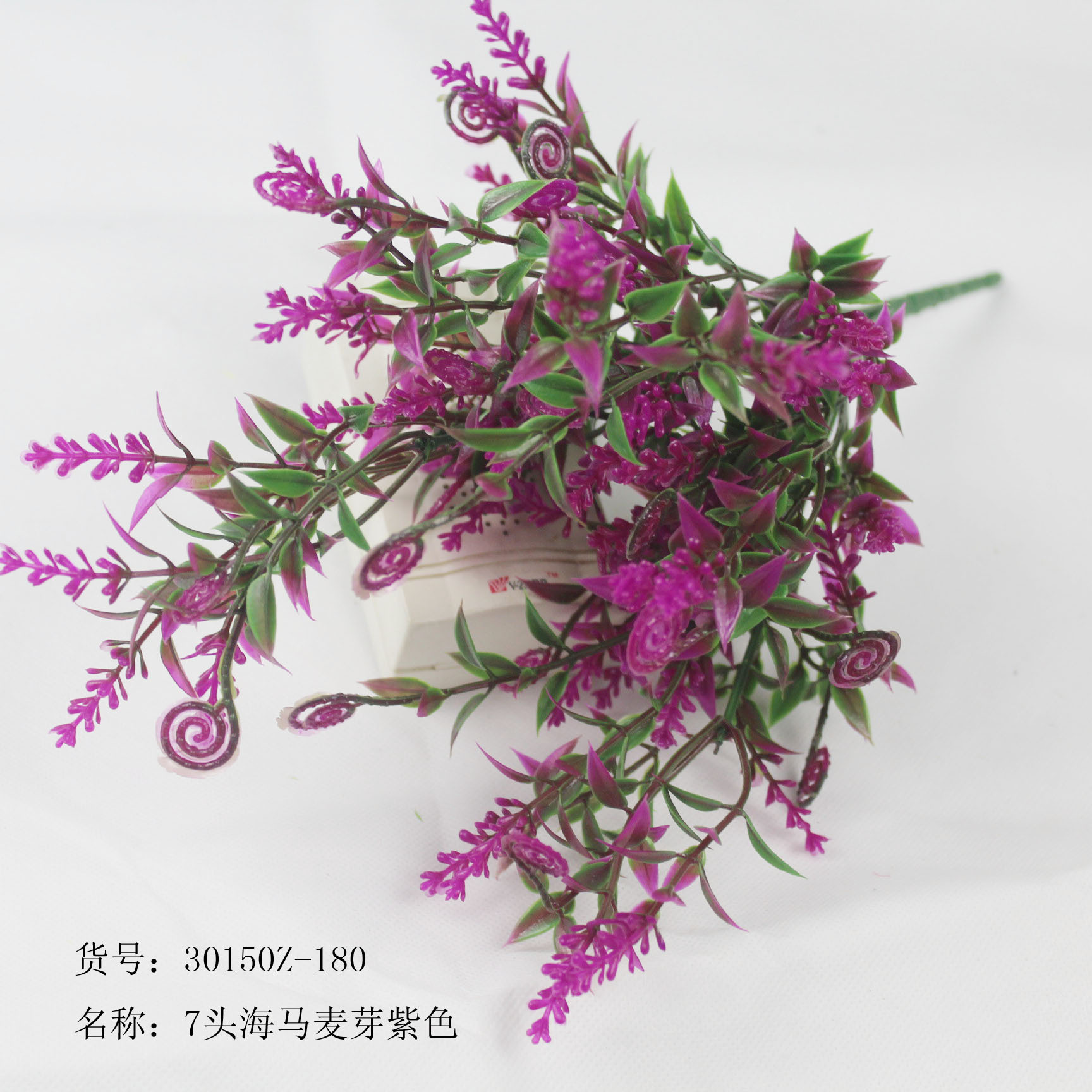 7头海马麦芽紫色