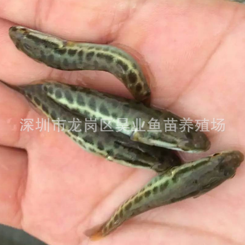 大量供应批发淡水养殖 乌鳢 黑鱼苗价格实惠-阿里巴巴