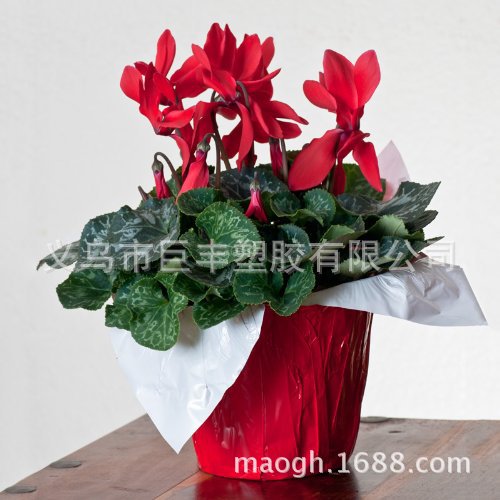 opp Aluminized Flowerpot cover Pearl film Poinsettia Christmas Flowerpot cover Plantation Potted plant Packaging decorate