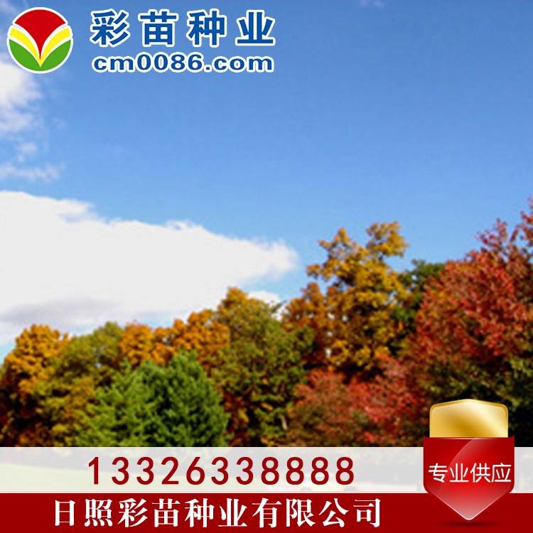 改良红枫行道树