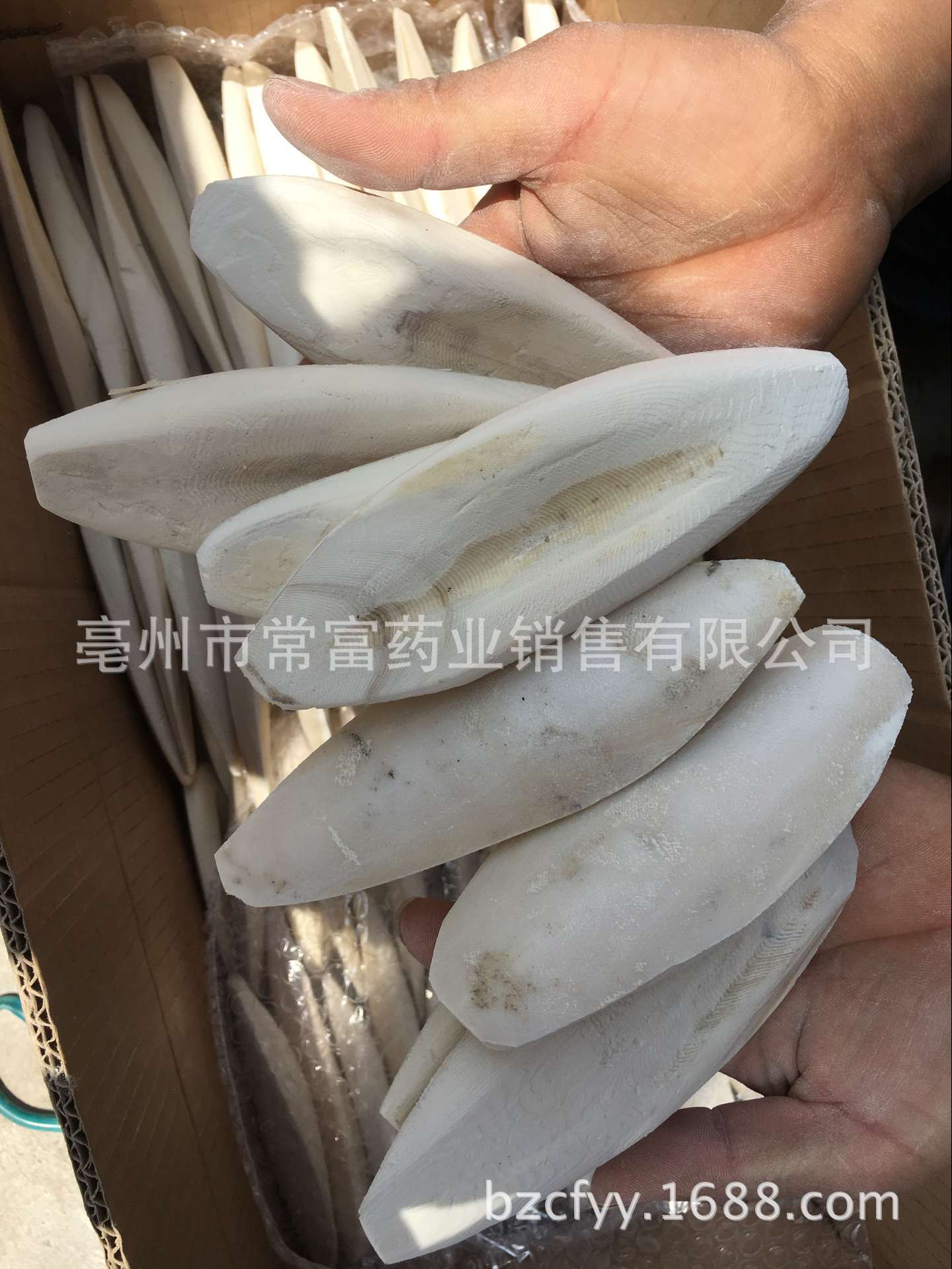 Cuttlebone Hai Piao Xiao 海螵蛸 Dried Cuttlefish Bone 500g Natural Sun Dried Whole Form specifications