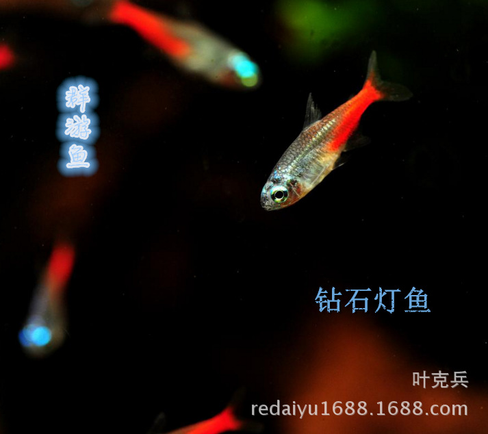 QQ图片20160815153052