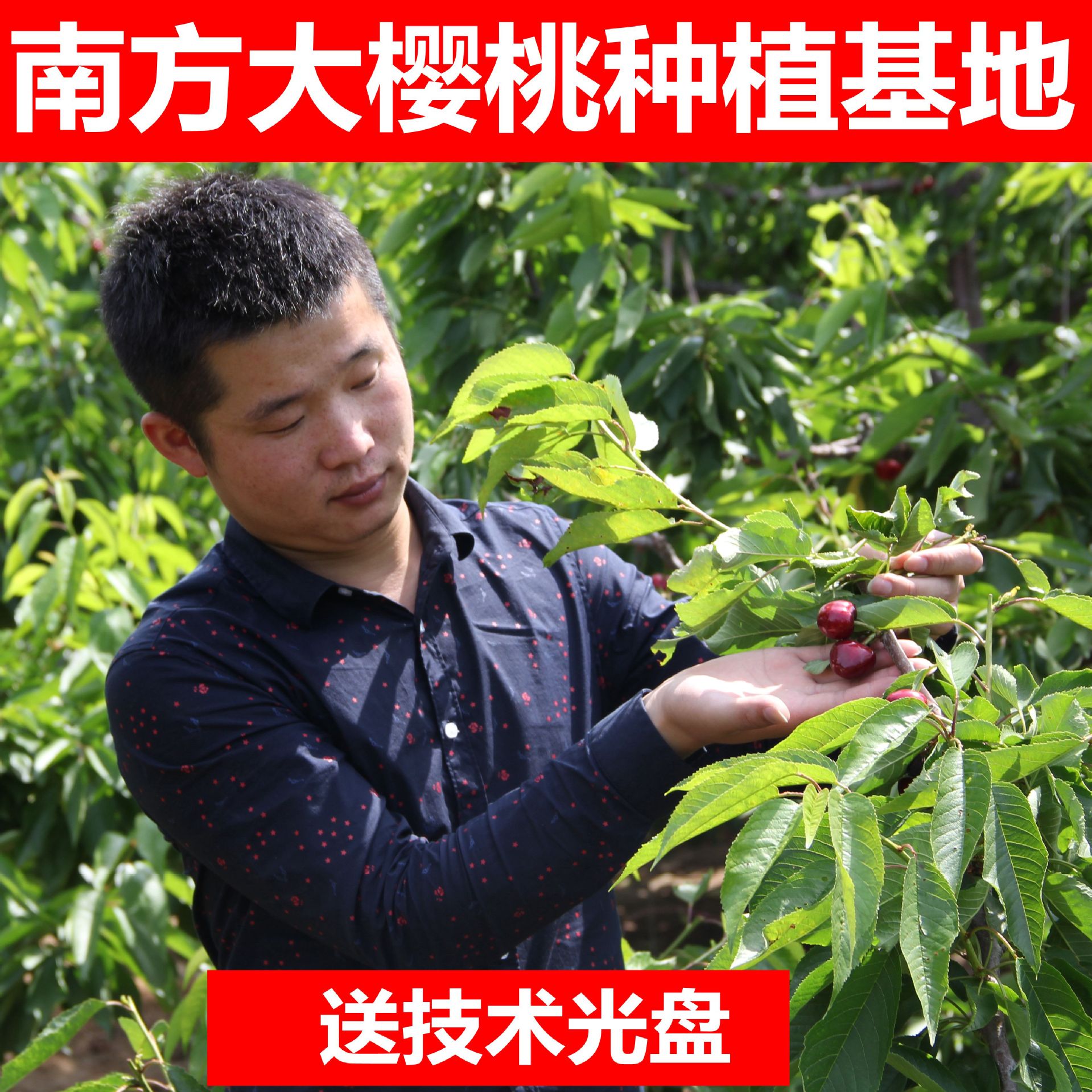 基地批发嫁接樱桃树苗 品种保证 车厘子樱桃苗 2年苗1cm|ru