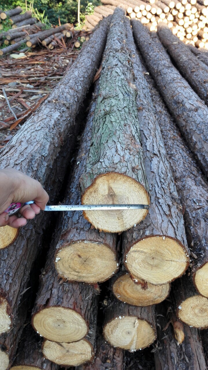 土建工程专用杉木圆木材，原木杉木价格