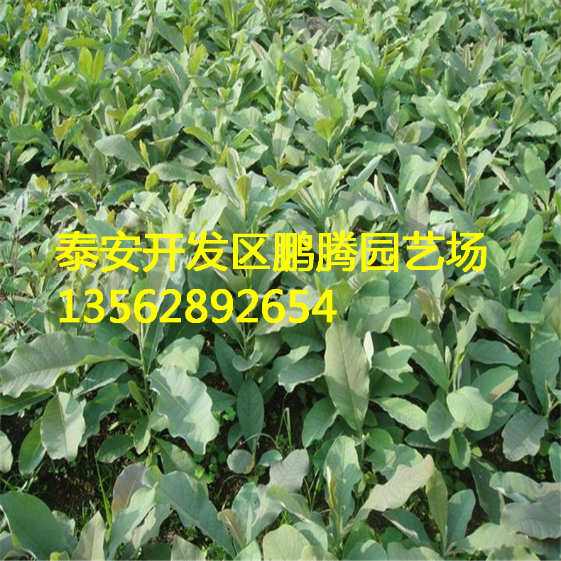 b201210170839224661