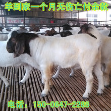山東濟寧精誠養羊場供應波爾山羊免費運輸 在線咨詢波爾山羊價格