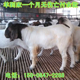 低价大量出售波尔山羊 常年回收波尔山羊 免费波尔山羊养殖技术