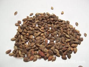 quality goods Chinese herbal medicines Osmanthus fragrans seed Aliases]Osmanthus fragrans seeds,Cinnamomum cassia