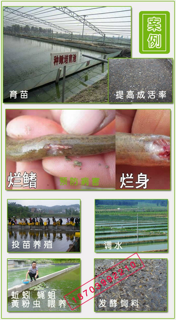 泥鳅黄鳝网箱养殖图片_黄鳝女_养殖黄鳝泥鳅收入多少