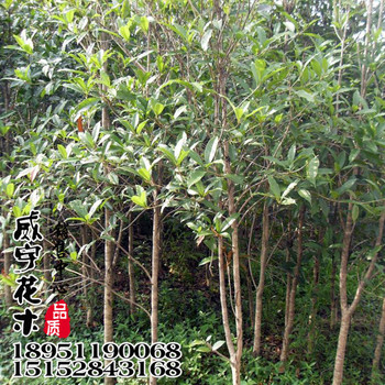 【绿化工程报价单】园林绿化工程价格_绿化工