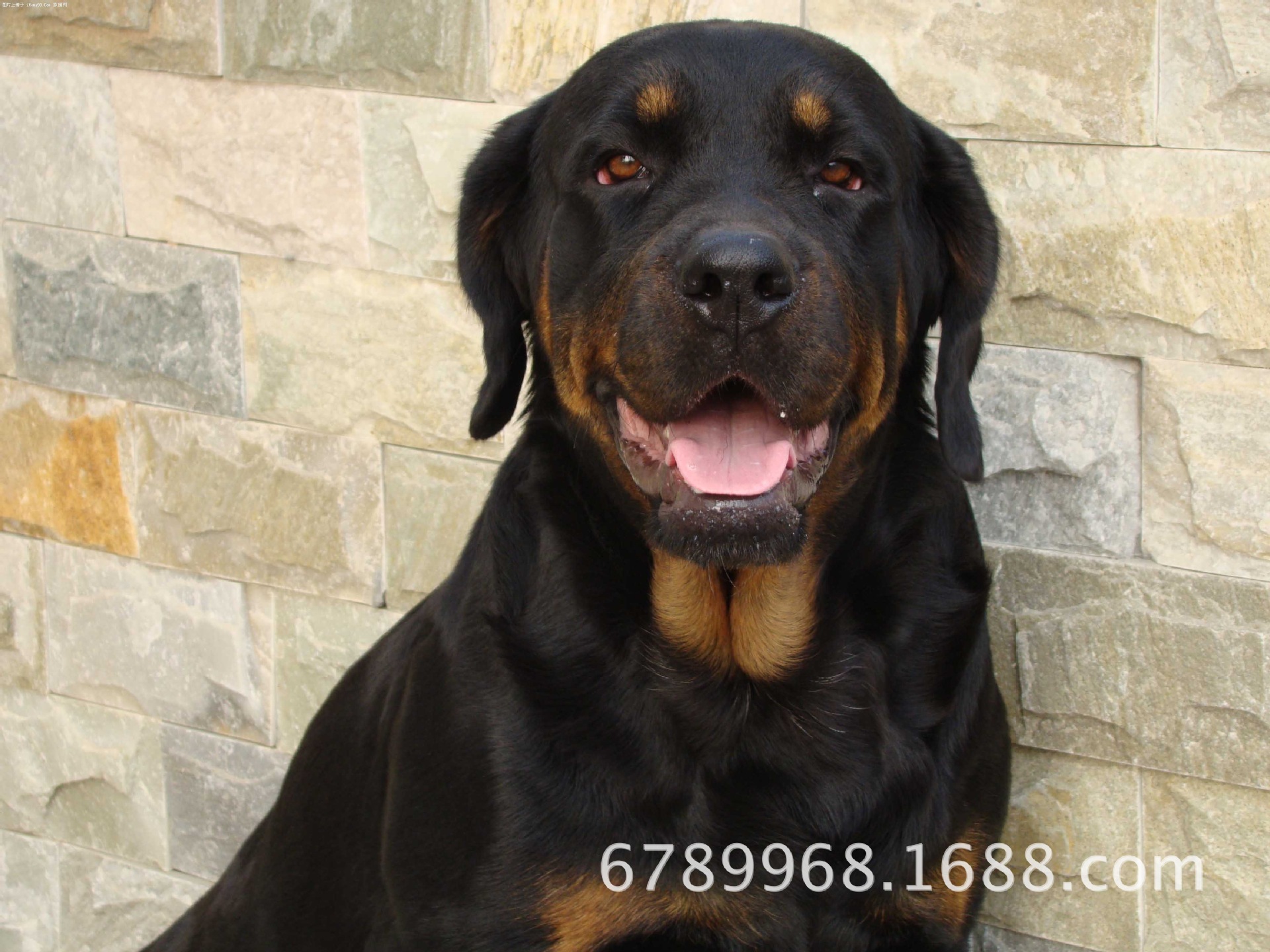 罗威纳犬,
