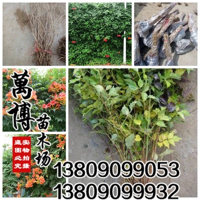 Lianas U.S.A Campsis grandiflora Climbing flowers and plants Peak seedlings Peak Sapling courtyard green Potted plant flowers and plants