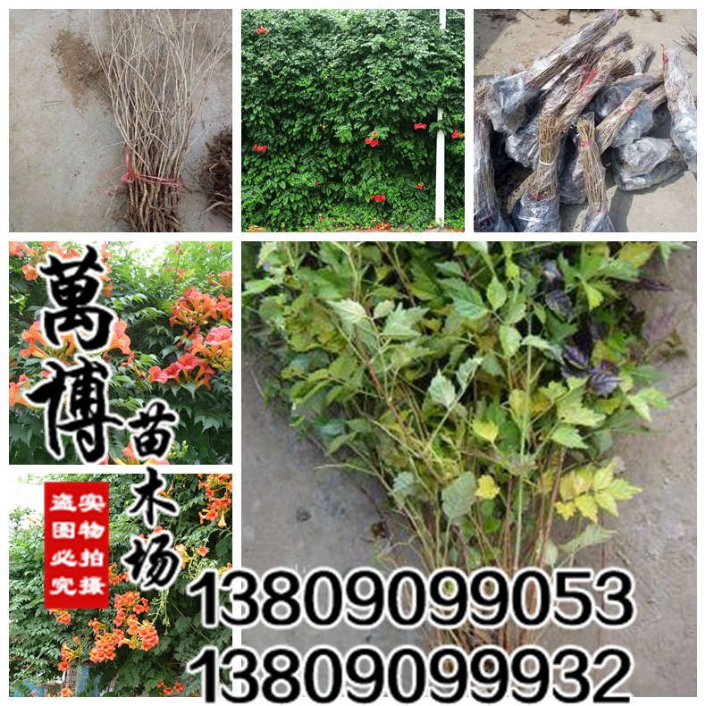 Lianas U.S.A Campsis grandiflora Climbing flowers and plants Peak seedlings Peak Sapling courtyard green Potted plant flowers and plants