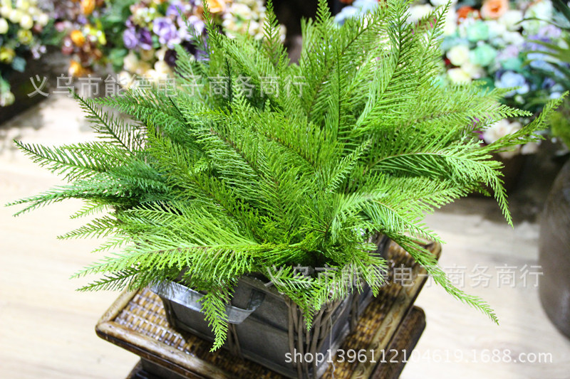 像柏树叶的小草叫什么,_大山谷图库