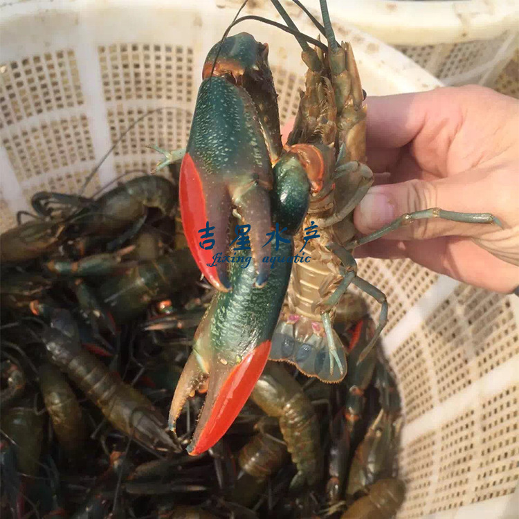 澳洲淡水龙虾成品|ms