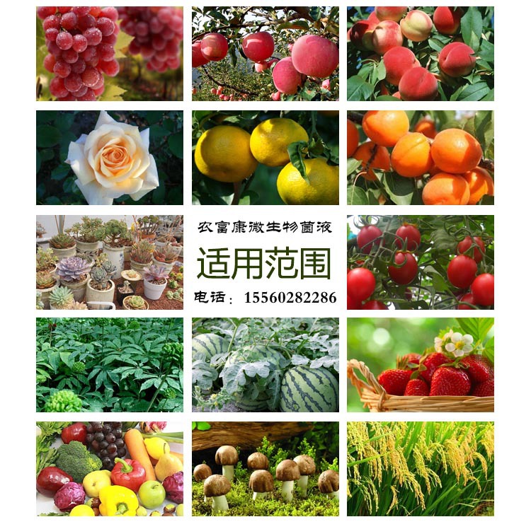 农富康果树用原露