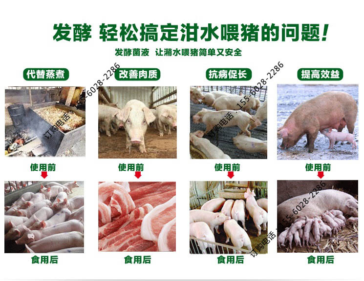 发酵泔水喂猪的好处
